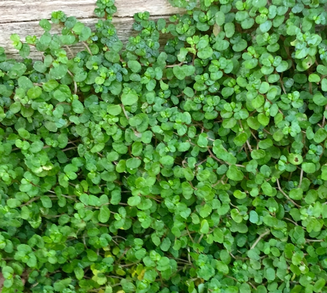 Soleirolia soleirolii